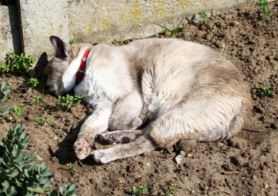 Kia sunbathing on the soil