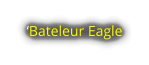 ‘Bateleur Eagle